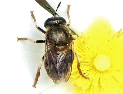 Microdon sp.